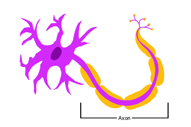 Image showing the axon part of a neurone